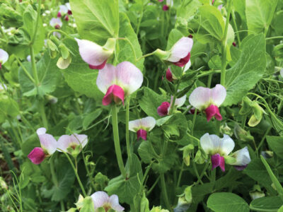 Austrian Winter Peas: A Cold-Hardy Cover Crop Image